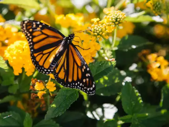 Breathwork for Creativity and Manifestation