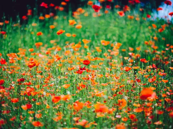 Creating Your Daily Ritual for Abundance.
