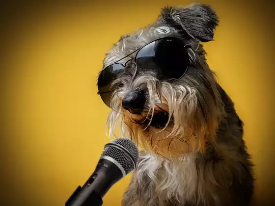 What Animals Can Teach Us About Listening: Their Voice