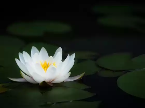 灵气 2 级