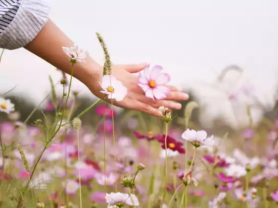 Remote Reiki Healing for 33 Minutes