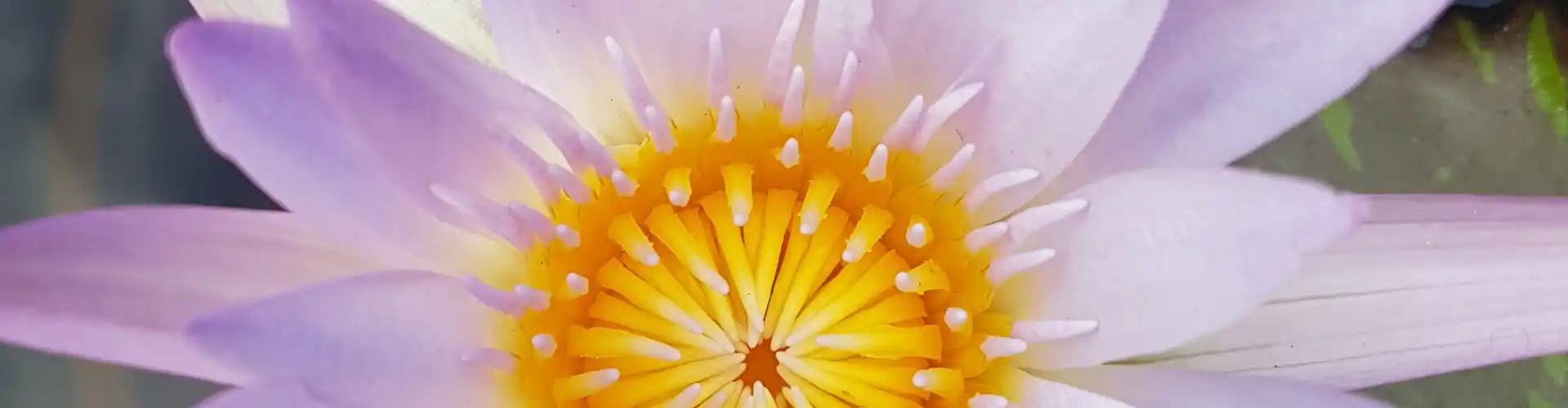 Kembara Chakra Kelas Lapan ~ Cakra Tekak Anda - Online Class by Megan Edge