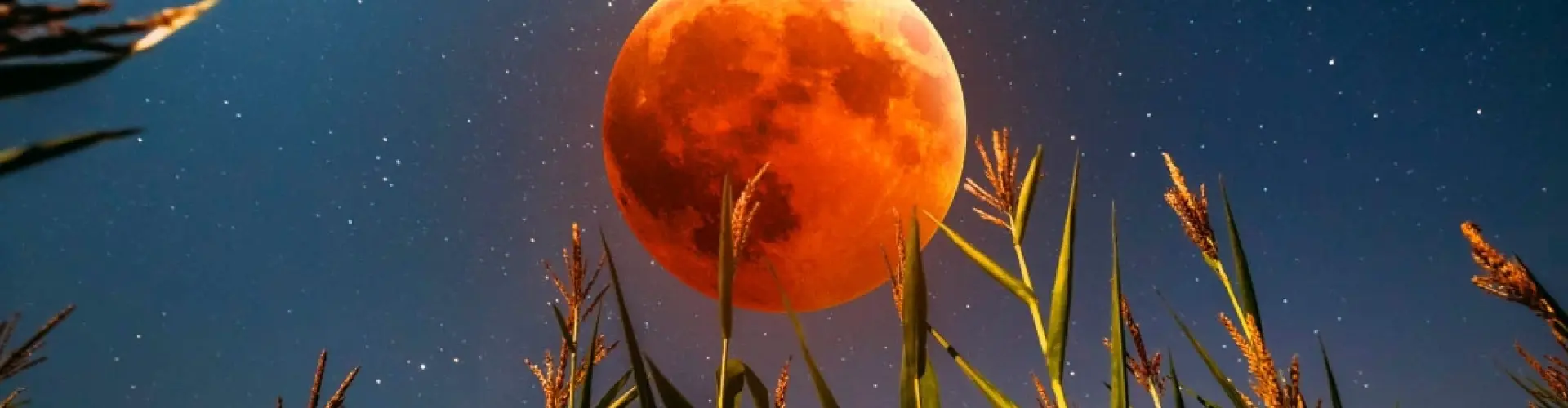 Meditazione per l'eclissi solare di luna piena - Online Class by Cassaundra Paolini